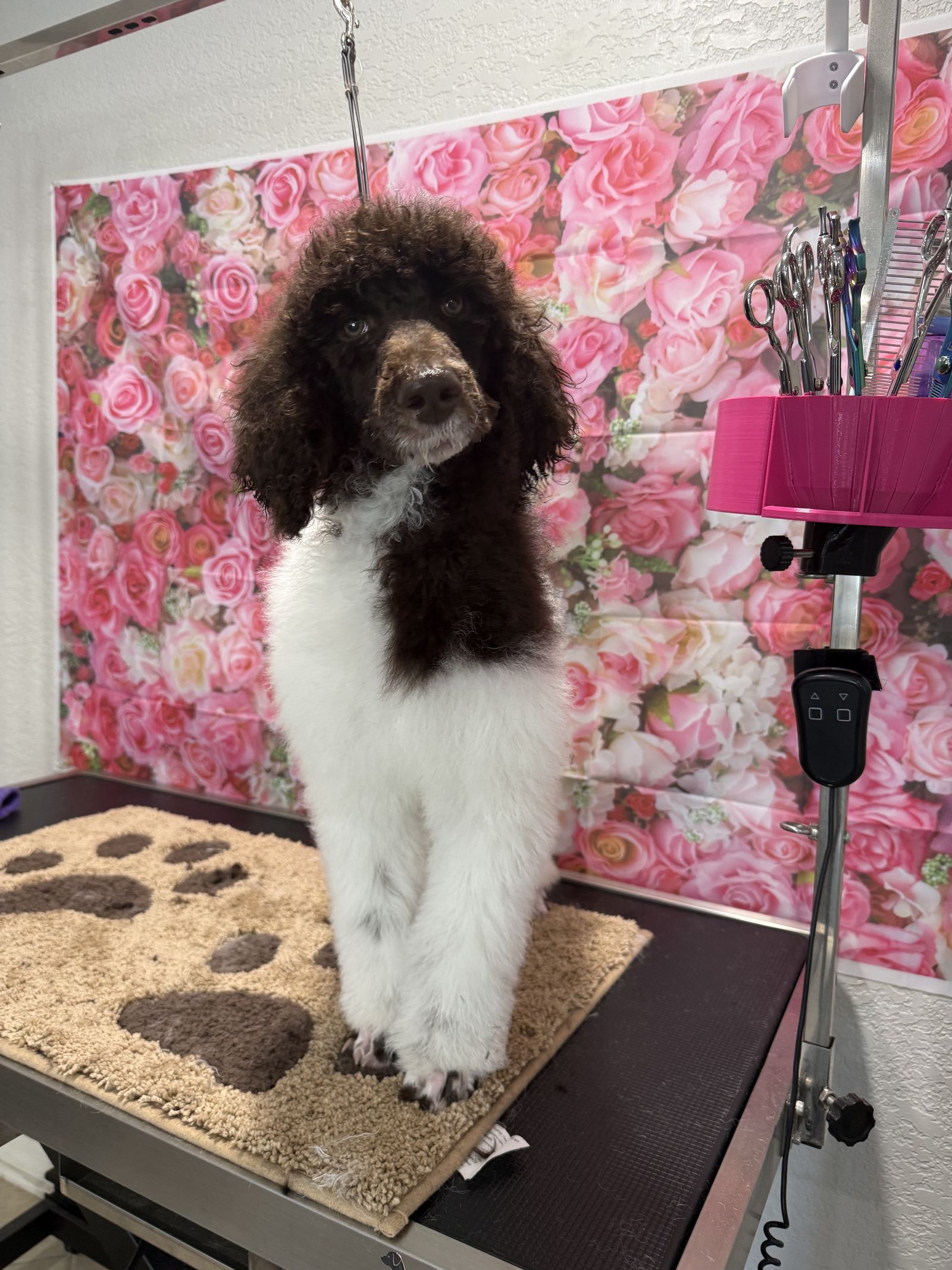 A calm dog mid-groom